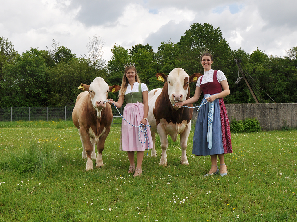 Milchhoheiten bei Bayern Genetik GmbH