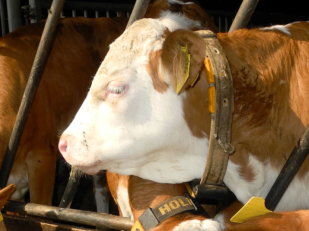Milcherzeugung Bayern: Auch 2020 wieder weniger Milch von bayerischen Bauern