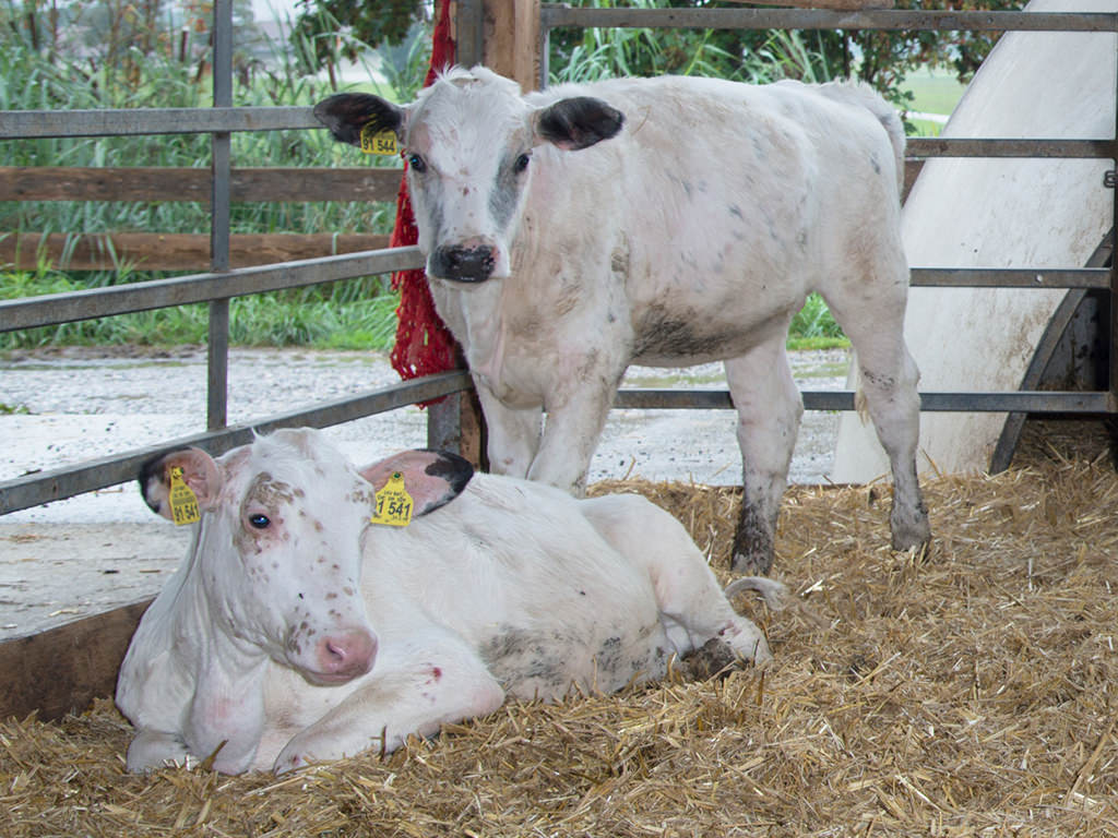 Blauzugenkrankheit-Einstellung-des-BTV-Monitorings
