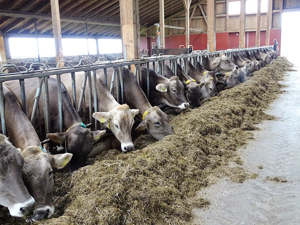 KBLV für große Rinderbetriebe ab 1. Mai 2020 zuständig