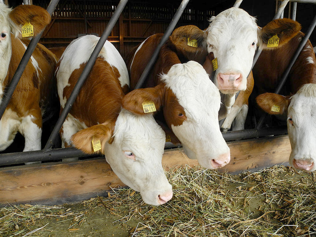  Herkunftskennzeichnung: „Status Quo und Diskussion Milch"